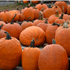 Pumpkins & Farm Fall Fun