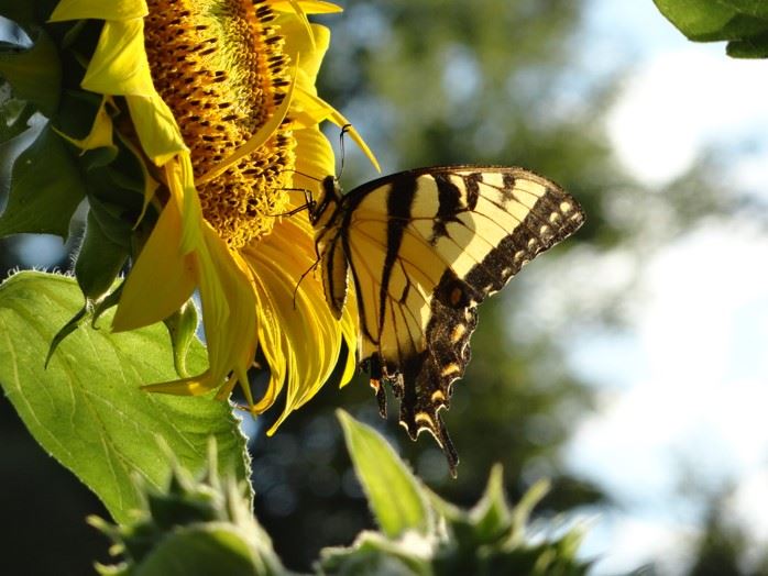 Rylee McCammon_Grade 5